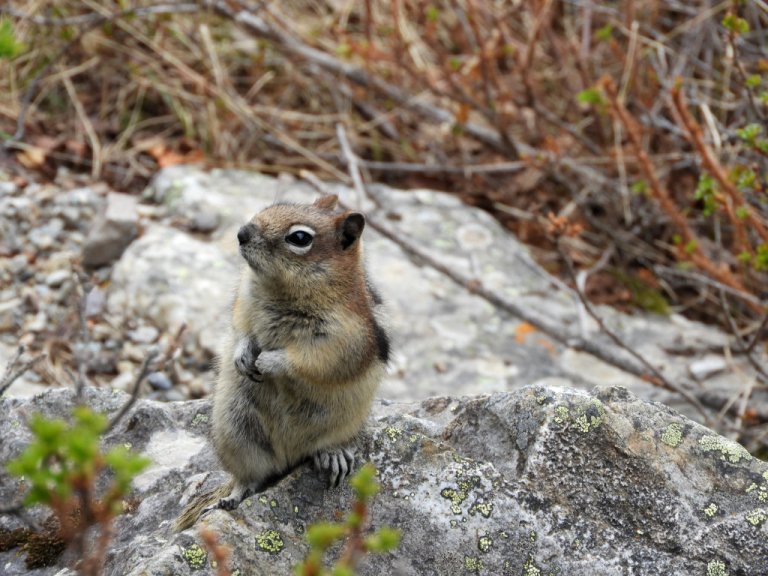 chipmunk